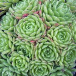 Sempervivum - Dachwurz - Hauswurz